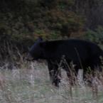 Black Bears
 / Медведи черные